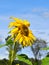 Yellow sunflower on Fall day in Littleton, Massachusetts, Middlesex County, United States. New England Fall.