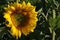 Yellow sunflower on field in afternoon sunshine some bumblebee sittin on corner of flower center.