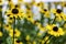  yellow sunflower in field of sunflowers