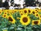 Yellow sunflower fields with caravan cars burry natural background