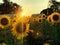 Yellow sunflower fields with caravan cars burry natural in scenery  background on sunset