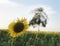 Yellow sunflower fields organic garden and blurry big tree in secery background