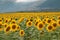 Yellow sunflower fields in summer days