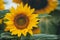 Yellow sunflower fields, view wide and close up