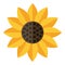 Yellow Sunflower Flat Icon Isolated on White