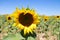 Yellow sunflower flower in an agricultural and ecological field of sunflower plantation. Focus on the flower. In the background