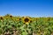 Yellow sunflower flower in an agricultural and ecological field of sunflower plantation. Focus on the flower. In the background