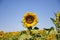 Yellow sunflower flower in an agricultural and ecological field of sunflower plantation. Focus on the flower. In the background