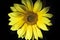 Yellow sunflower flower black background