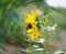 Yellow sunflower flower with red butterfly on green defocus light