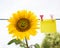 Yellow sunflower flower with a smile on it and a piece of paper for writing on it, pinned to a rope
