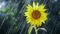 Yellow sunflower flower in summer rain