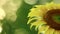 Yellow Sunflower With Glistening Sunlit Background Footage