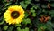 Yellow Sunflower Green Leaves Background