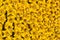 Yellow sunflower head carpet summer day