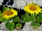 Yellow sunflower heads with scorched soil background in bright summer sunlight