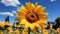 Yellow sunflower in meadow, nature beauty in vibrant blossom generated by AI