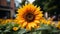 Yellow sunflower, nature beauty, vibrant petals, summer close up generated by AI