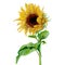 Yellow sunflower painted in watercolor on a white background