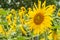 Yellow sunflower stretches towards sun