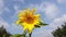Yellow sunflower swaying in the wind against the sky