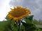 Yellow sunflower towering over