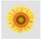 Yellow Sunflower With Transparent Background