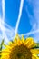 Yellow sunflower under a blue sky with contrails