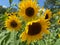 Yellow Sunflowers in August