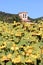 Yellow sunflowers in the autumn in Spain