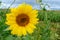 Yellow sunflowers on a background field. On top of storm clouds.