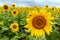 Yellow sunflowers on a background field. On top of storm clouds.