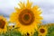 Yellow sunflowers on a background field. On top of storm clouds. Before the rain.