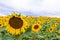 Yellow sunflowers on a background field. On top of storm clouds. Before the rain.