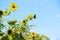 Yellow sunflowers beautifully blossom in the sunflower field at the end of the season in September, 2020 - shoot from a farm of