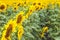 Yellow sunflowers close up. Field of sunflowers, beautiful nature rural landscape. Farm field idyllic scene