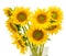 Yellow sunflowers, close up, isolated, cutout