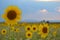 Yellow Sunflowers in a Colorado Field