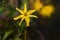 Yellow sunflowers daisy flower blooming in the Okefenokee Swamp