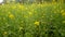 Yellow sunflowers farm field. Insect flowers