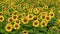 Yellow sunflowers in the field. Flowering sunflowers. Growing sunflowers