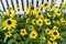  yellow sunflowers in field of sunflowers