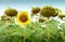 Yellow sunflowers in the fields.