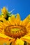 Yellow sunflowers grow in the field. Agricultural crops