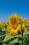 Yellow sunflowers grow in the field. Agricultural crops