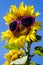 Yellow Sunflowers with Heart Sunglasses