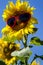 Yellow Sunflowers with Heart Sunglasses