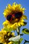 Yellow Sunflowers with Heart Sunglasses