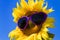 Yellow Sunflowers with Heart Sunglasses