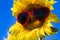 Yellow Sunflowers with Heart Sunglasses